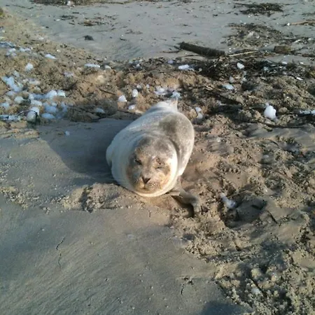 Haus Sylter Welle 8-87 Ob *